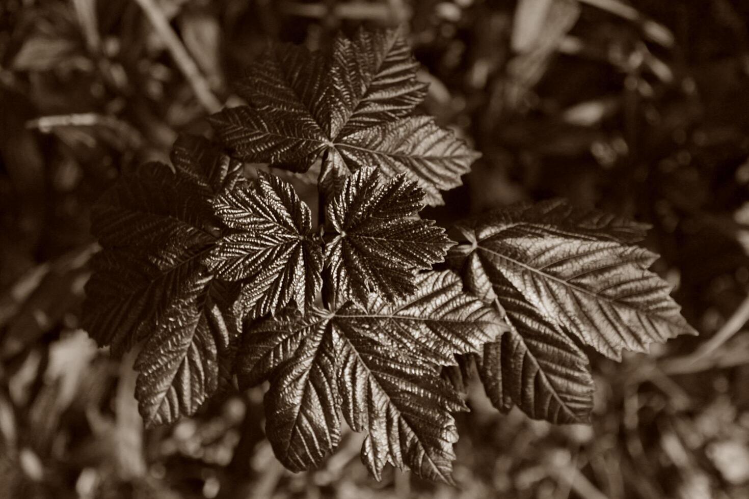 plant theme background photo