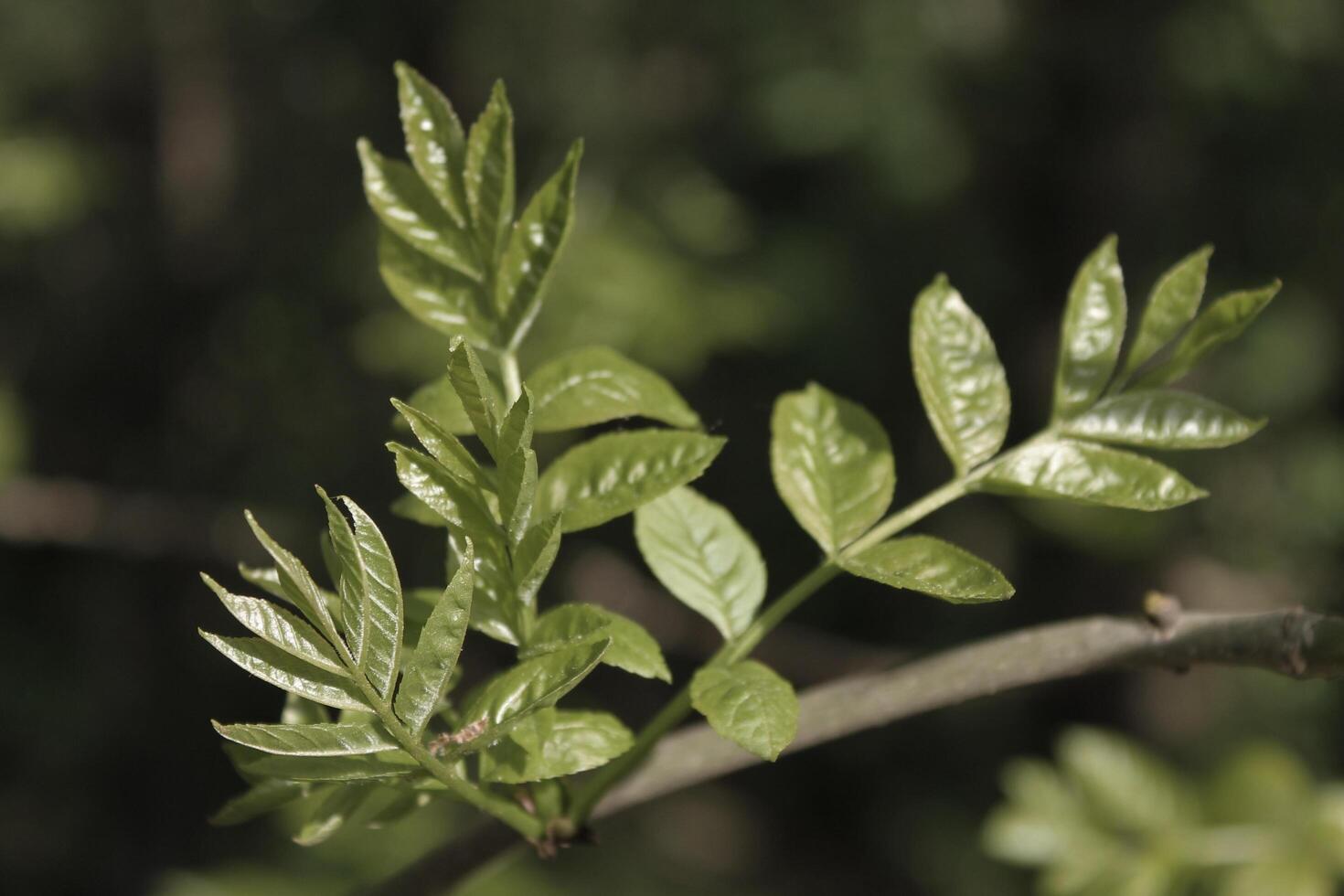 plant theme background photo