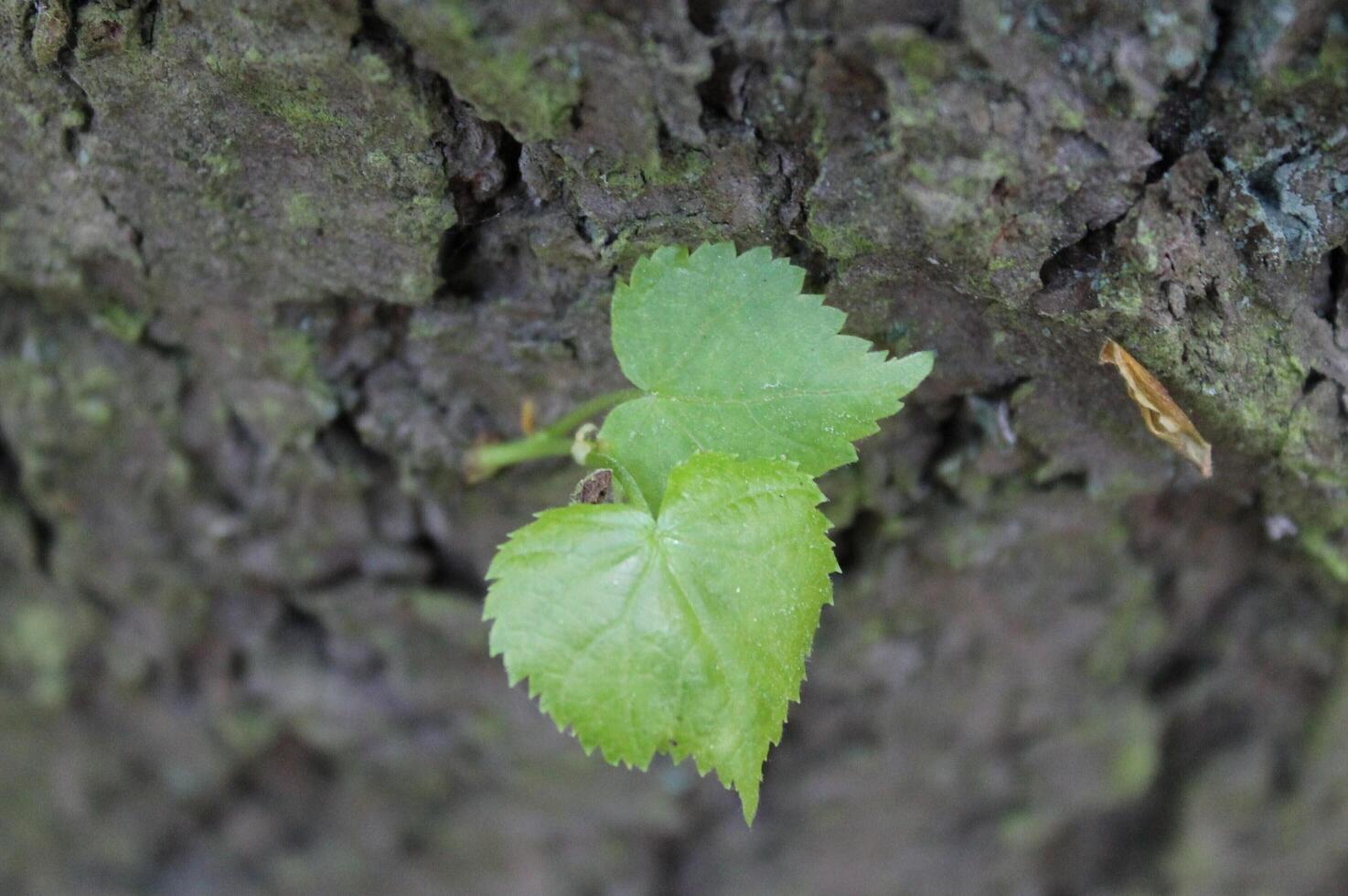 plant theme background photo