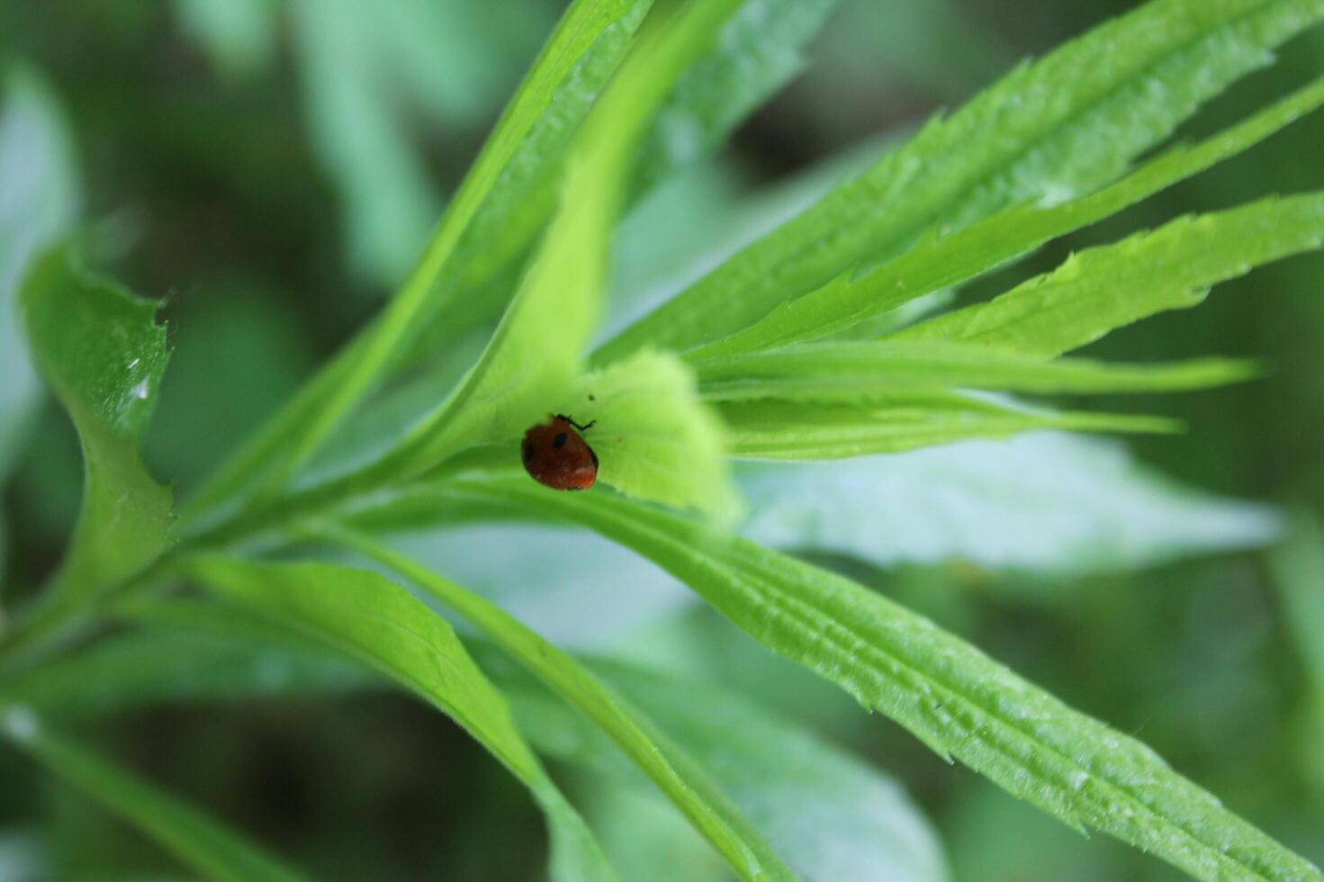 plant theme background photo