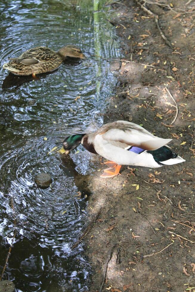 photo of a wild duck