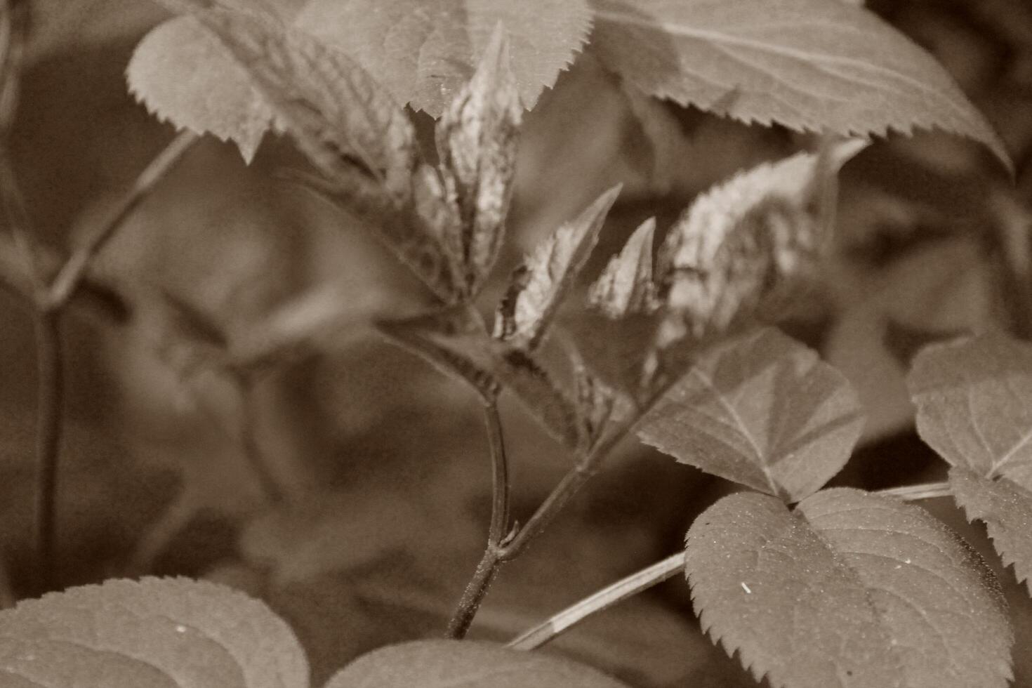 nature background photo