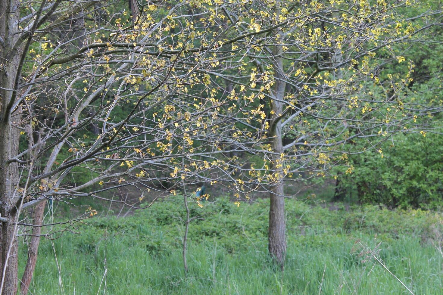 nature background photo