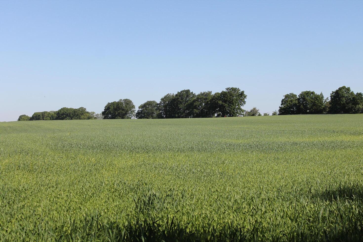 photo of spring field
