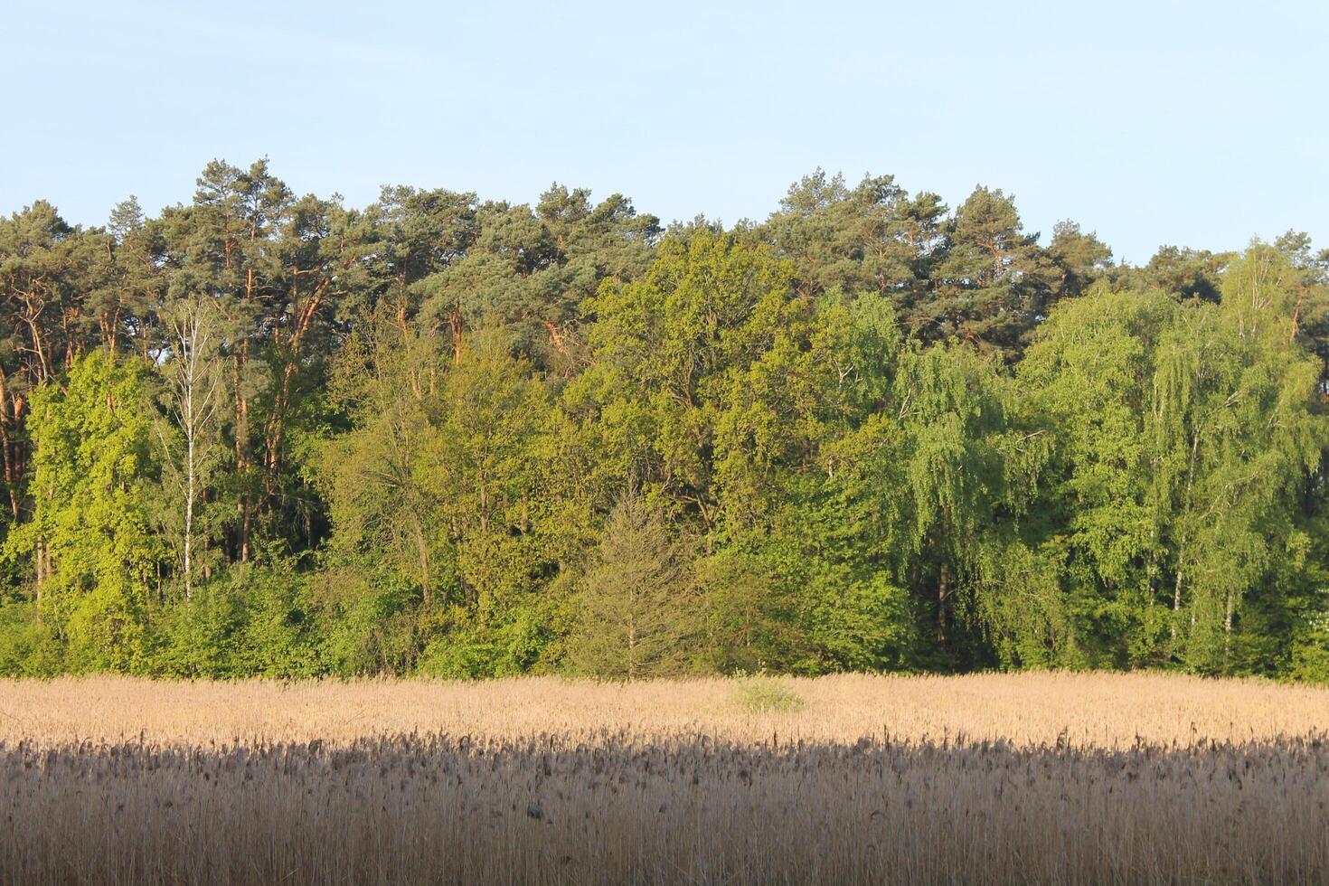 nature background photo