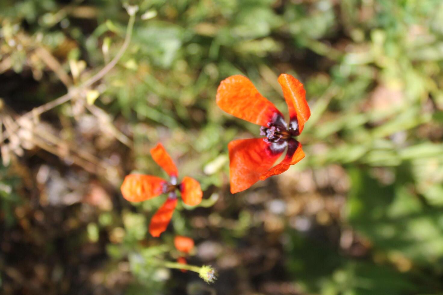 spring flower theme photo