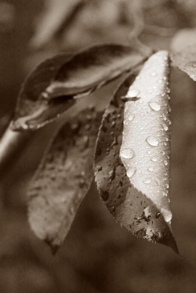 plant theme background photo