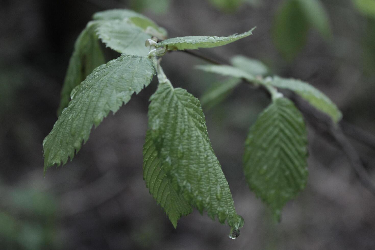 plant theme background photo