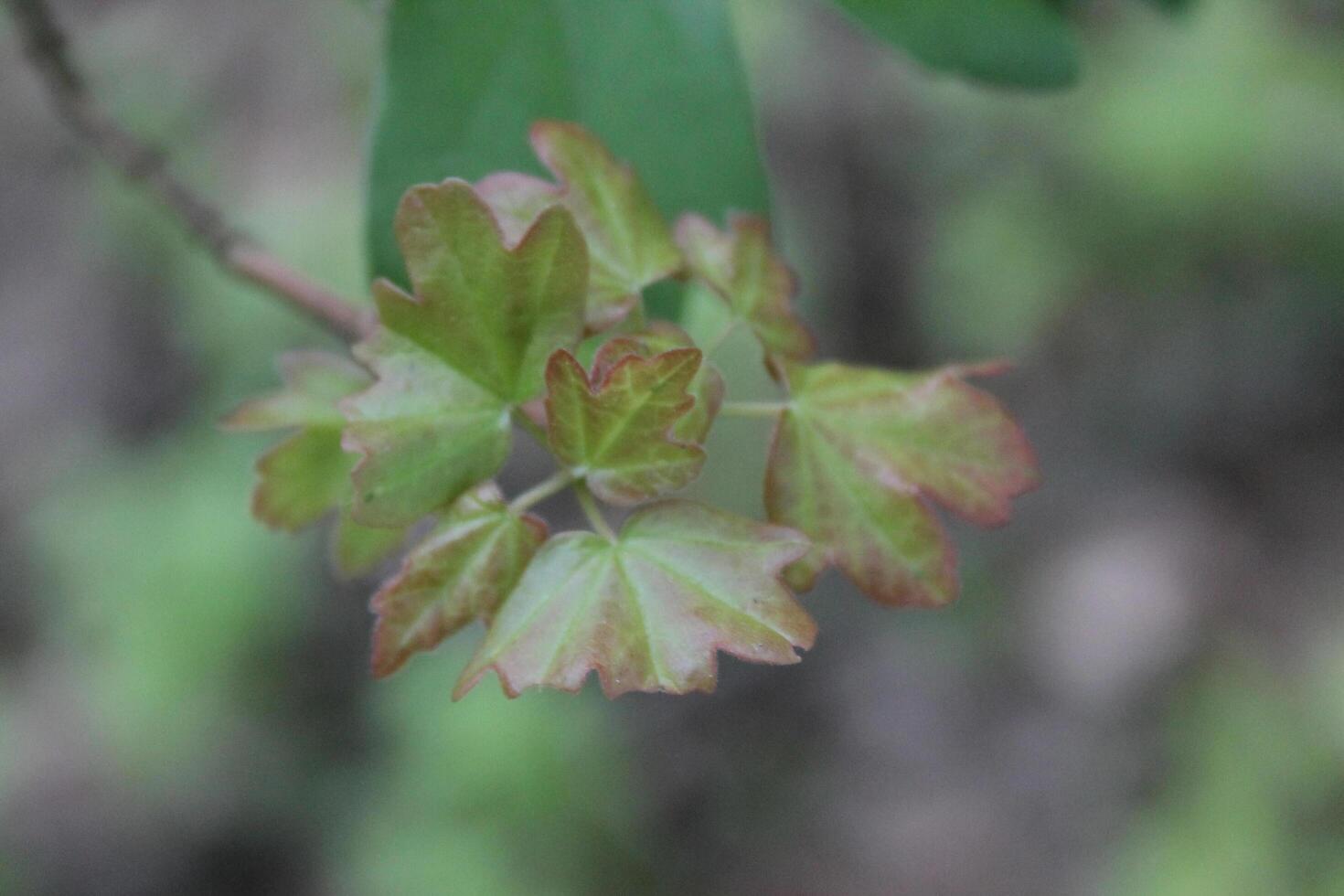 simple plant theme photo