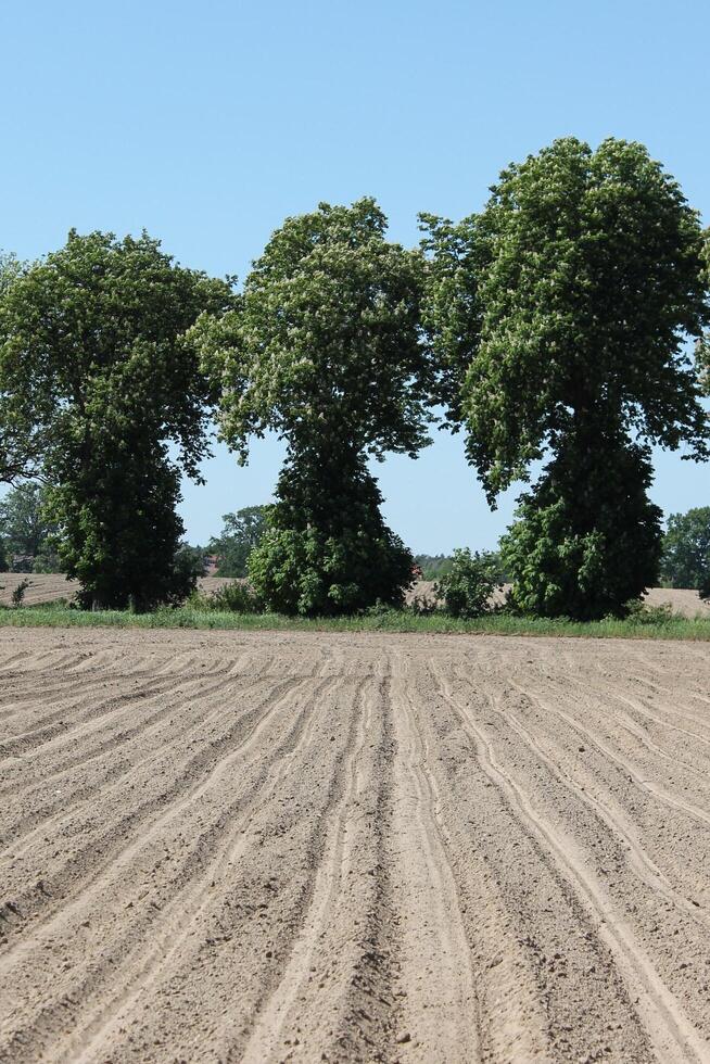 photo of spring field