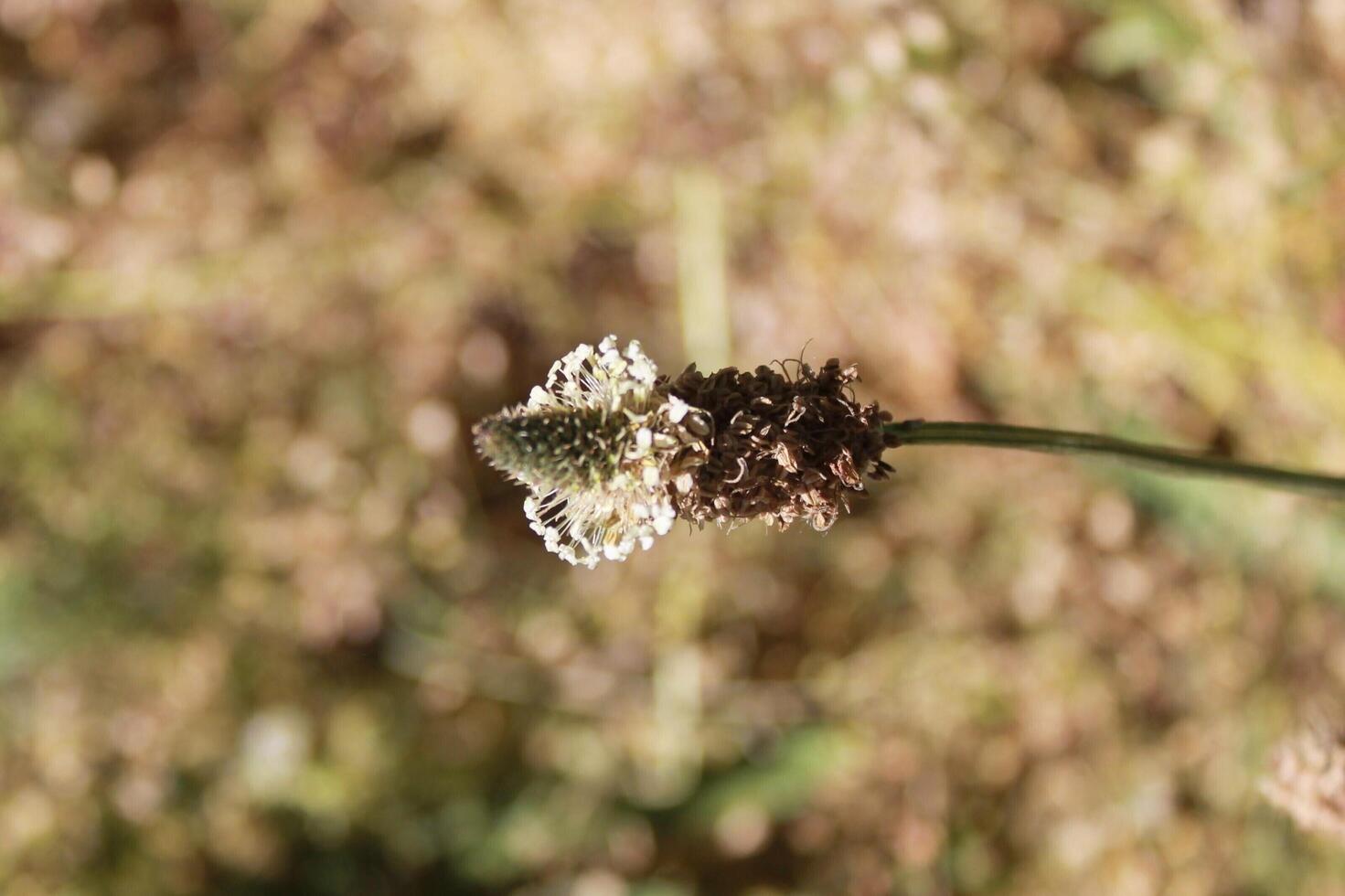 spring flower theme photo
