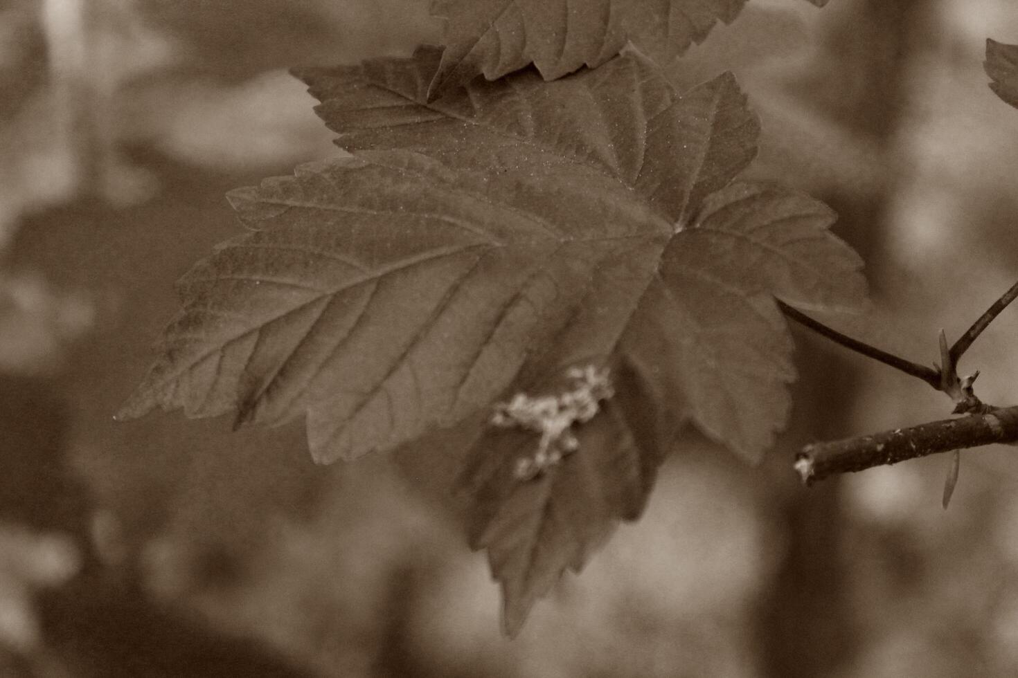 simple plant theme photo