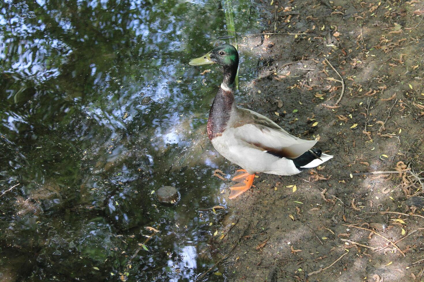photo of a wild duck