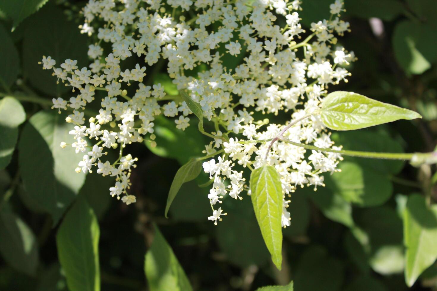 spring flower theme photo