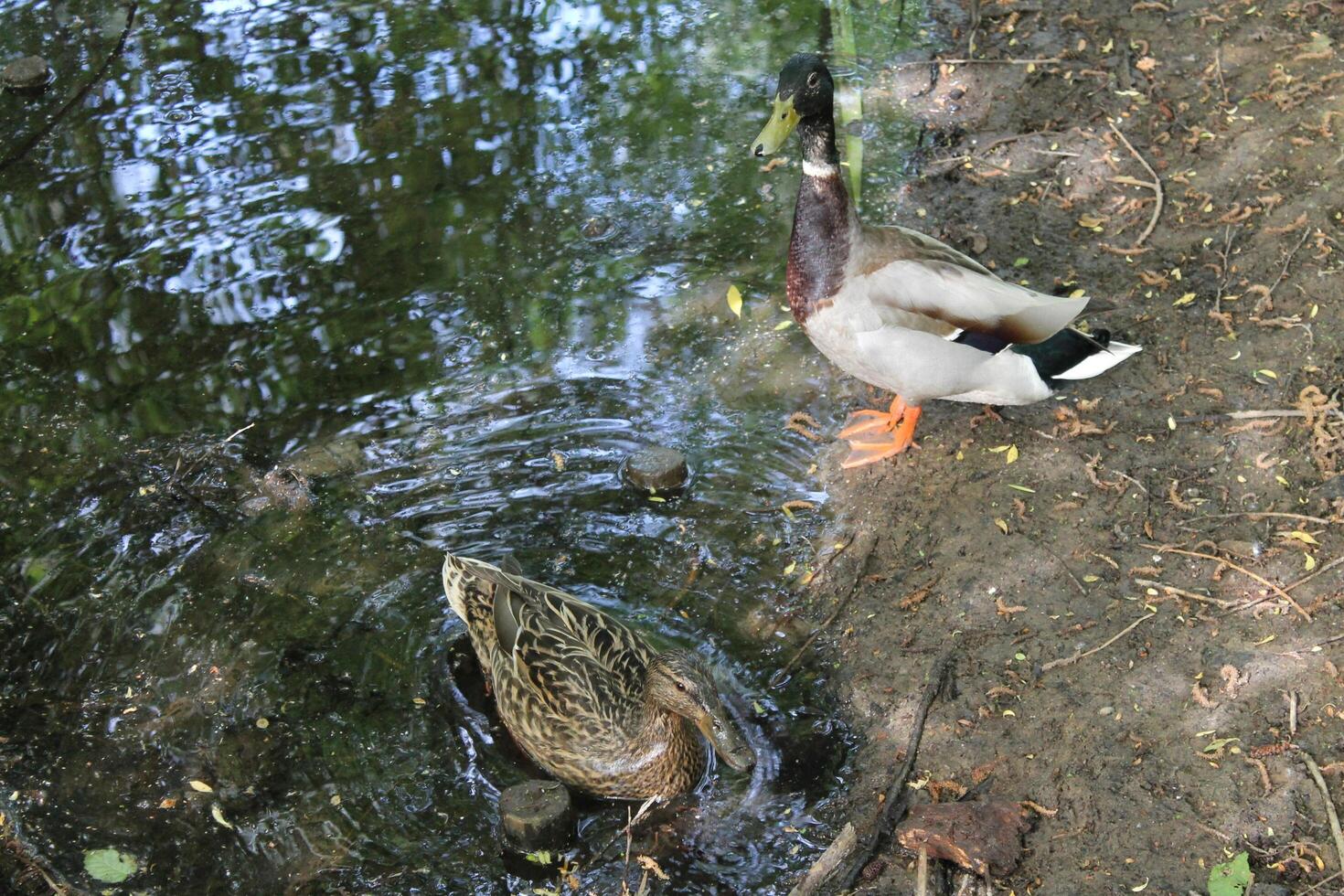 photo of a wild duck