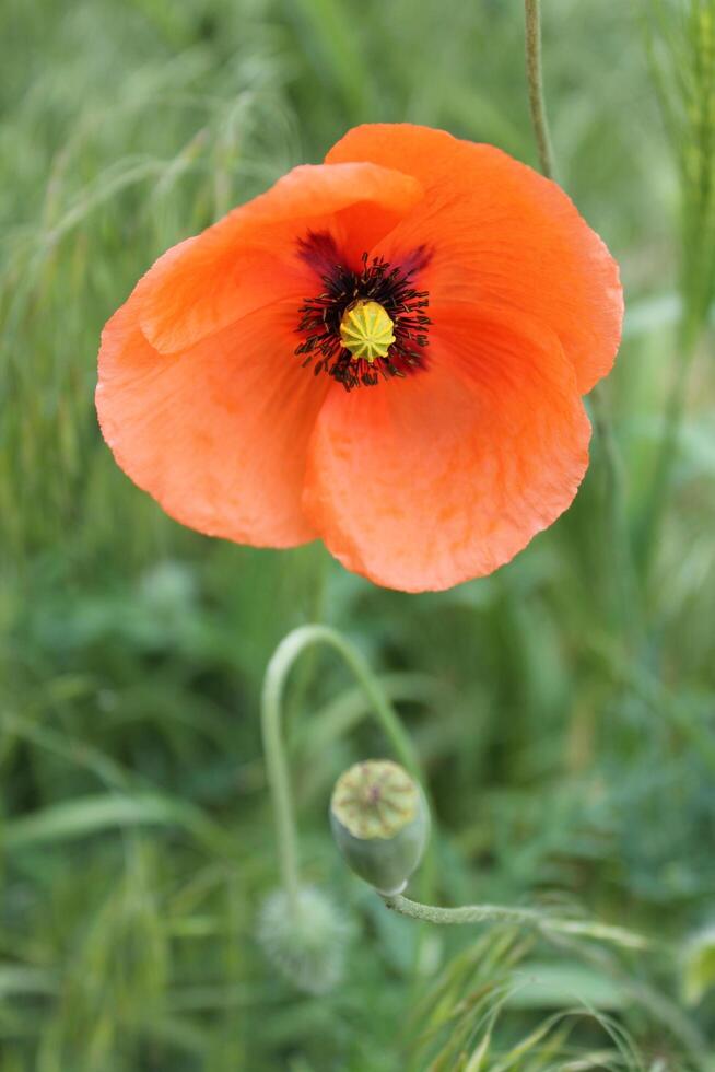 spring flower theme photo
