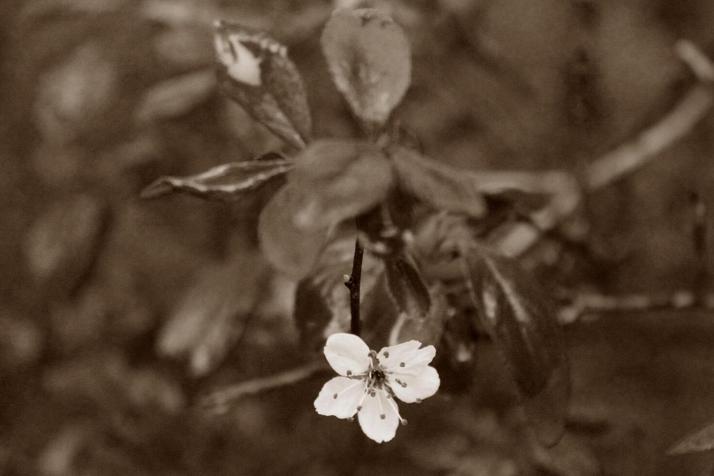 plant theme background photo