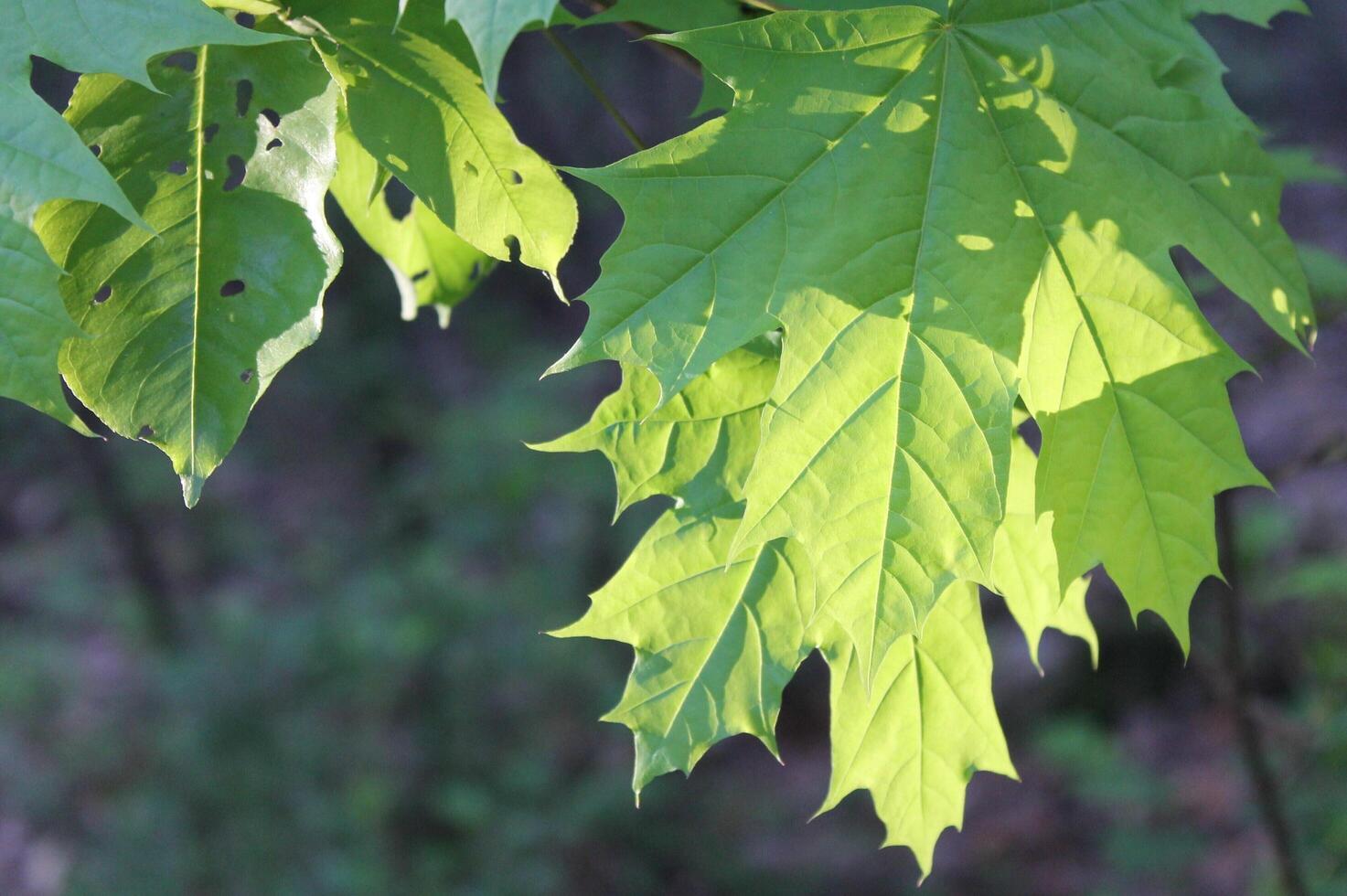 nature background photo