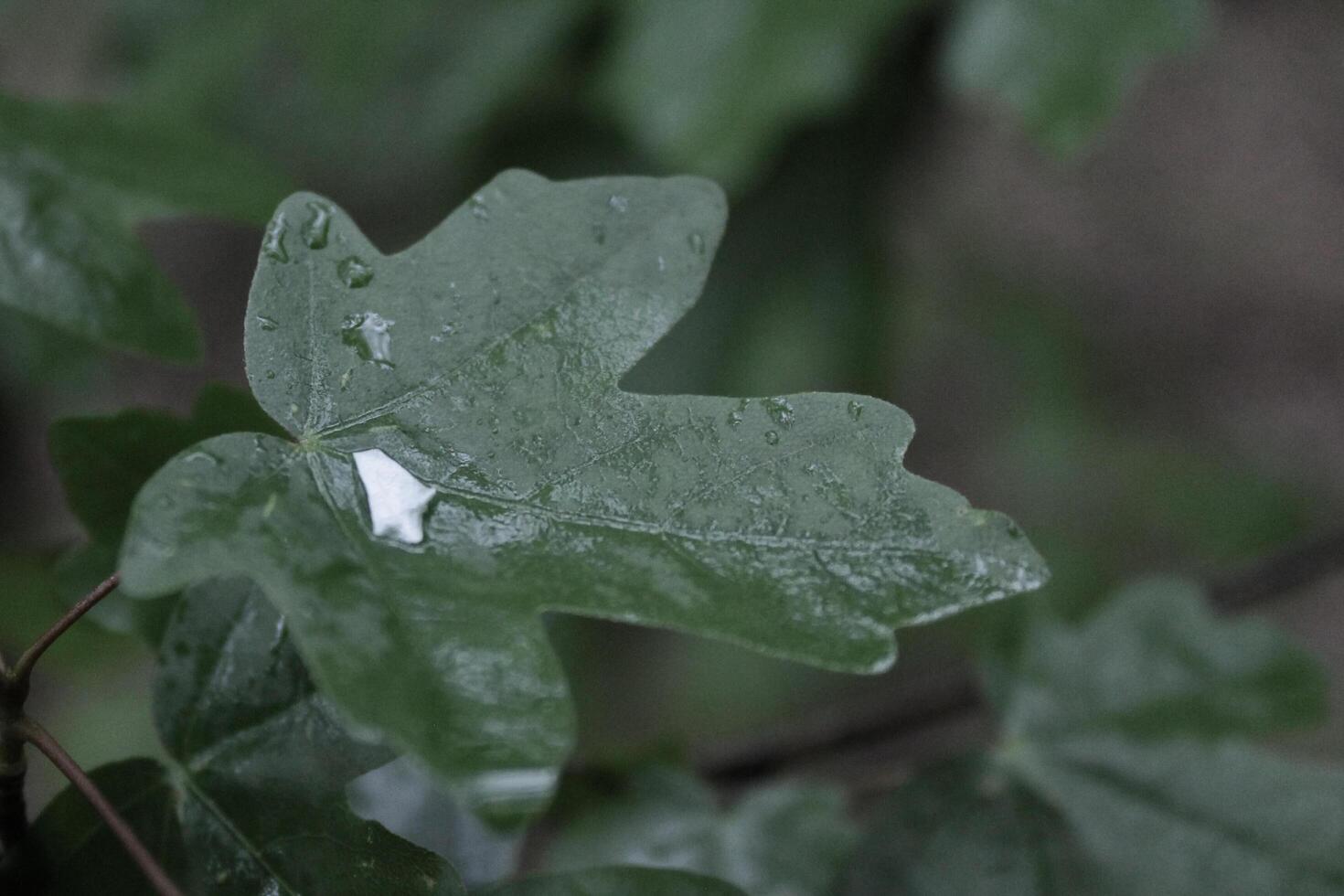 plant theme background photo