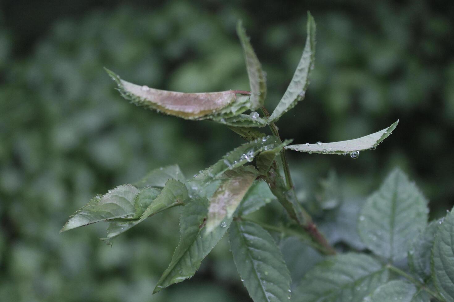 plant theme background photo