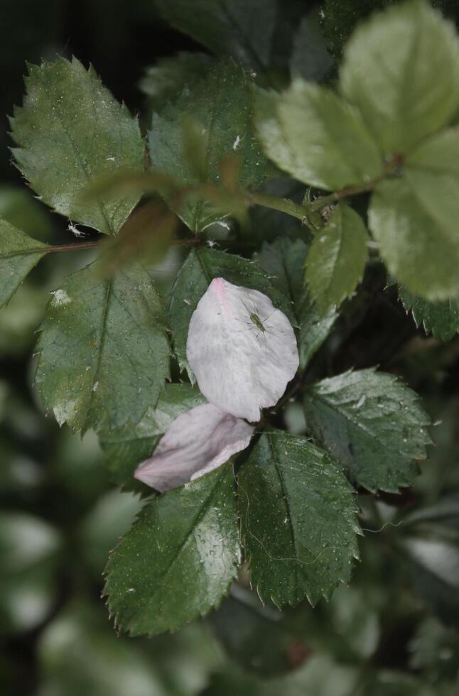 spring plant theme photo