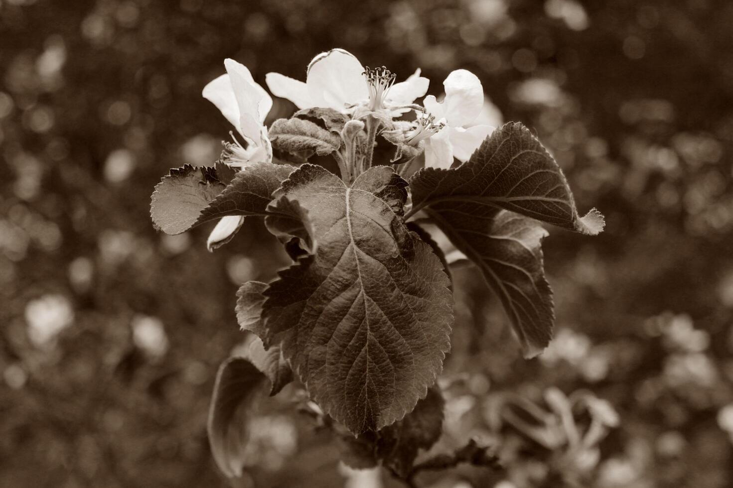 simple plant theme photo
