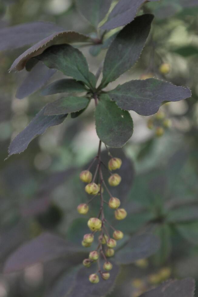 simple plant theme photo