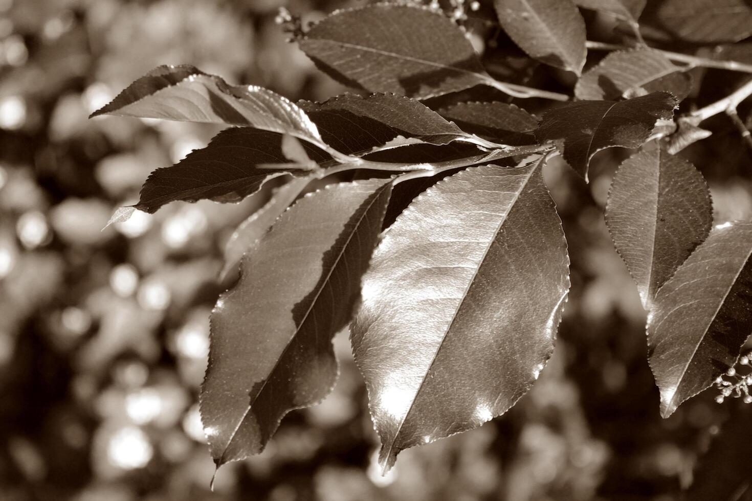 simple plant theme photo