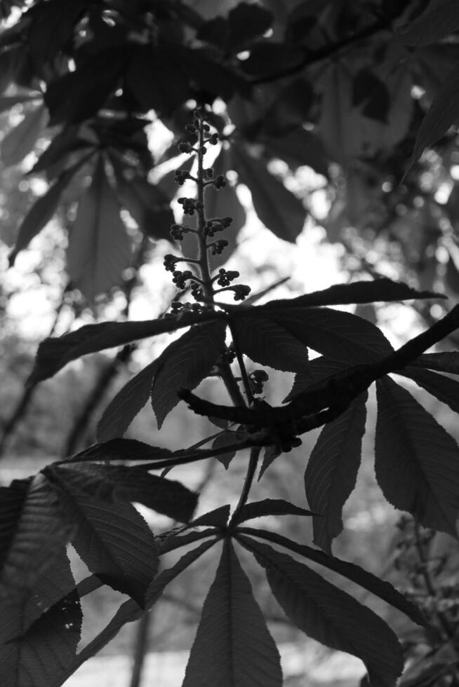 simple plant theme photo