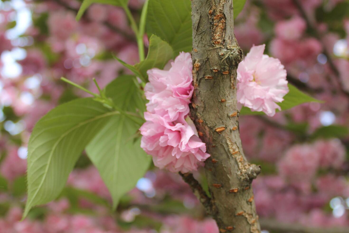 spring plant theme photo