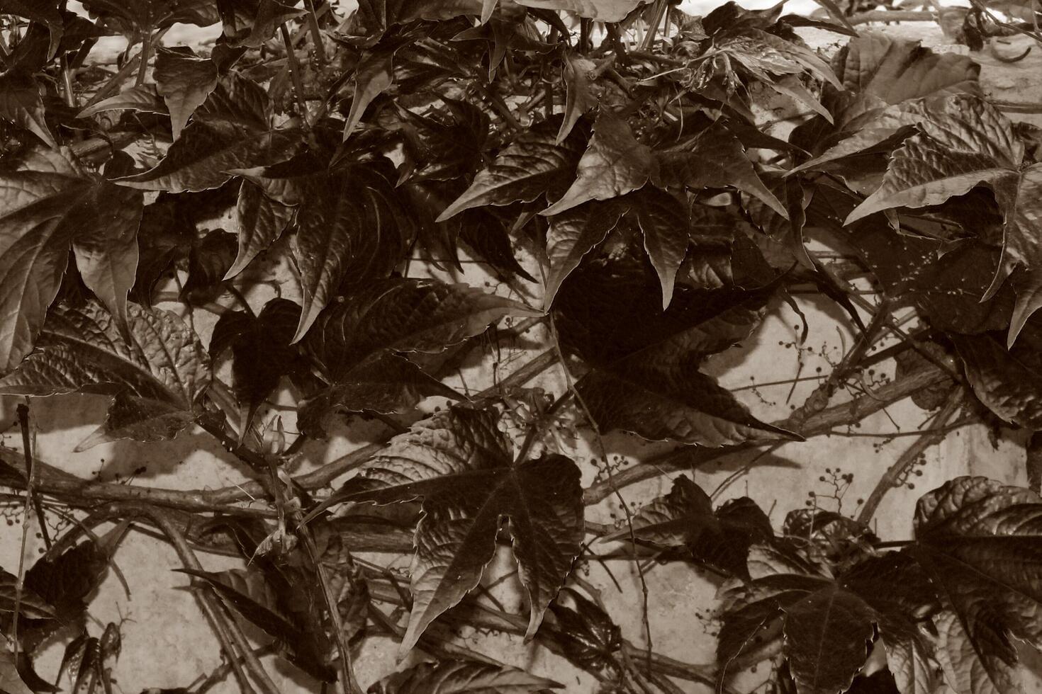 spring plant theme photo