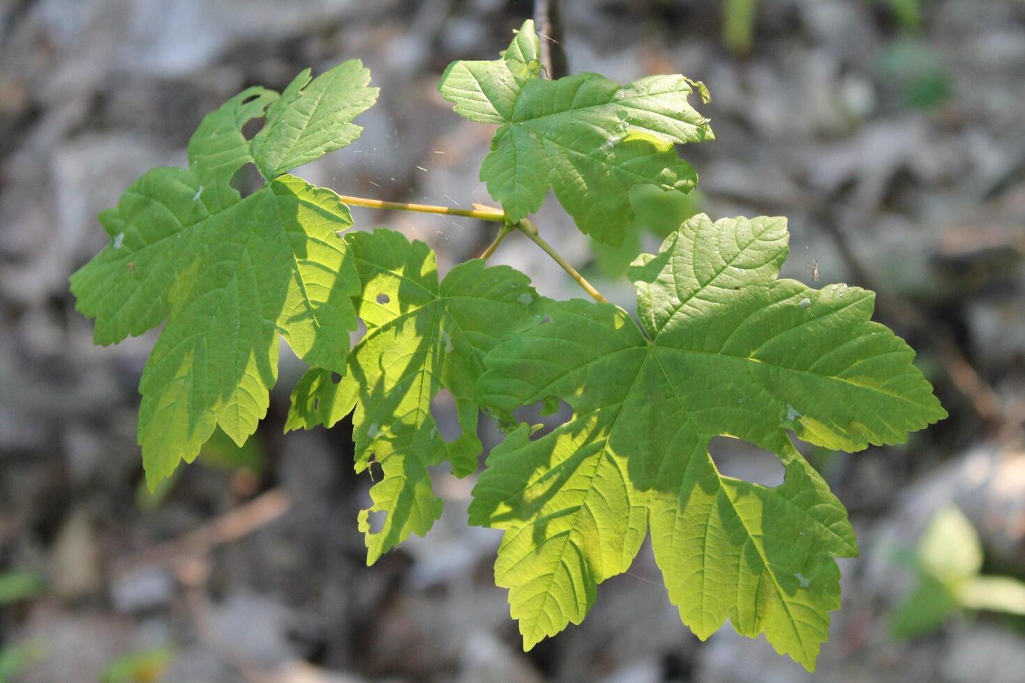plant theme background photo