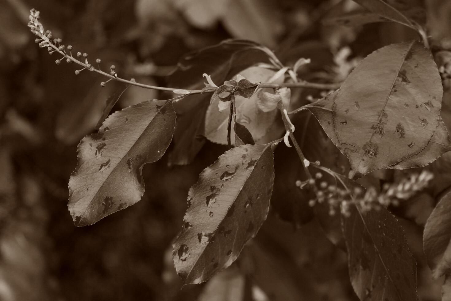 spring plant theme photo