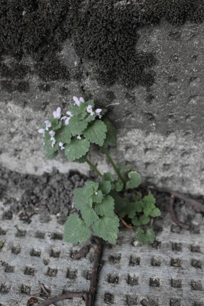 simple plant theme photo