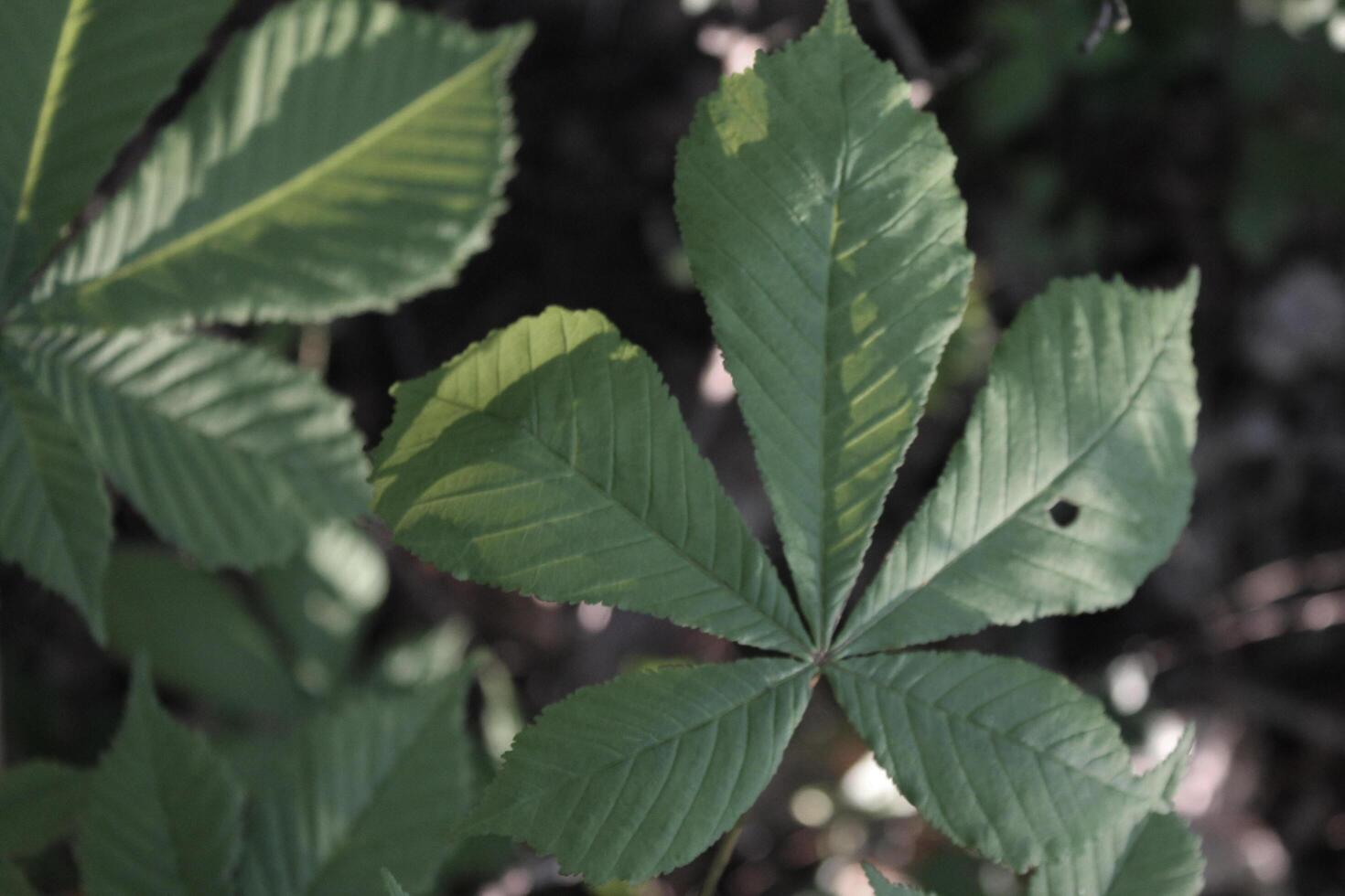 plant theme background photo