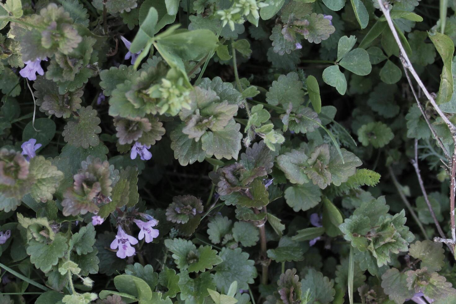 simple plant theme photo