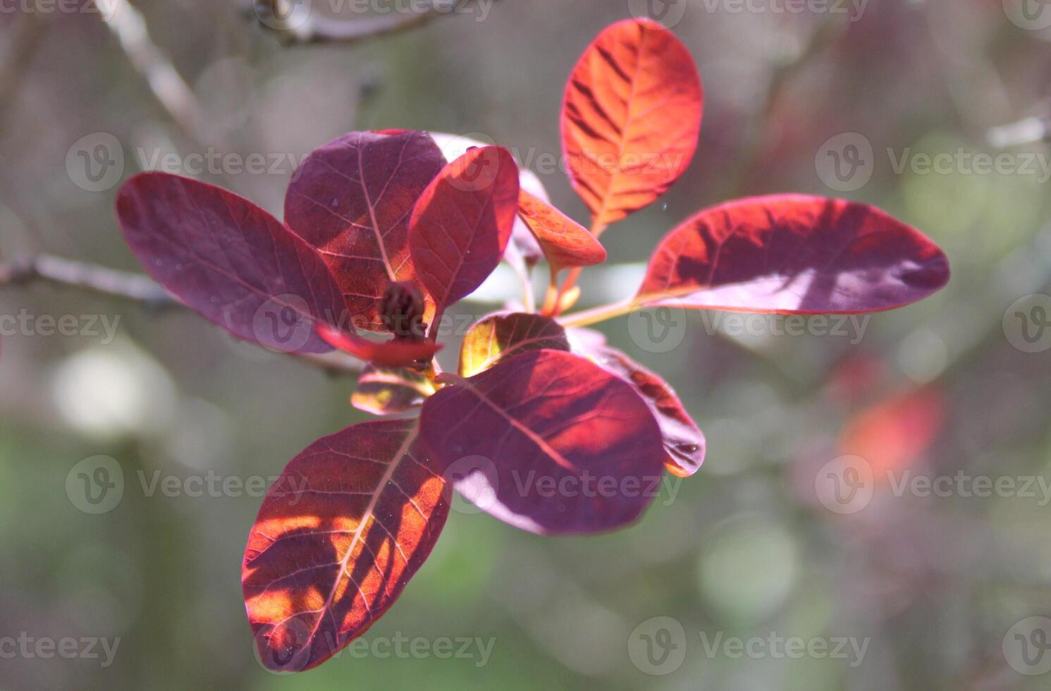 bright plant theme photo