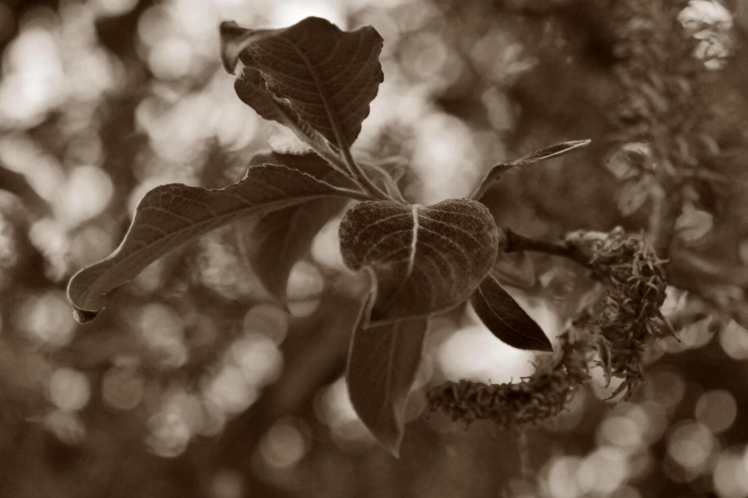 spring plant theme photo