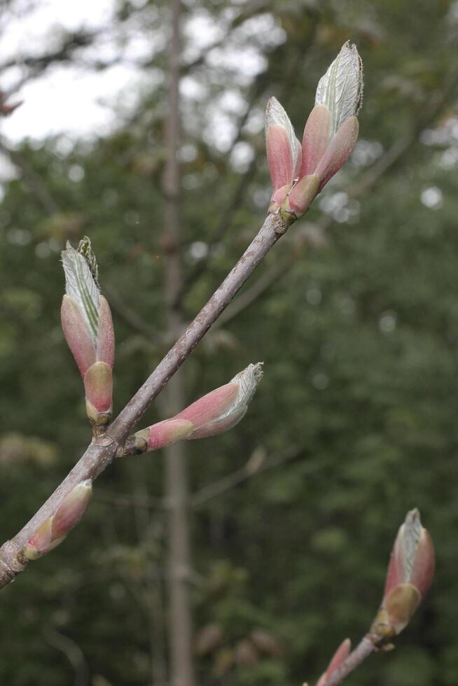 spring plant theme photo