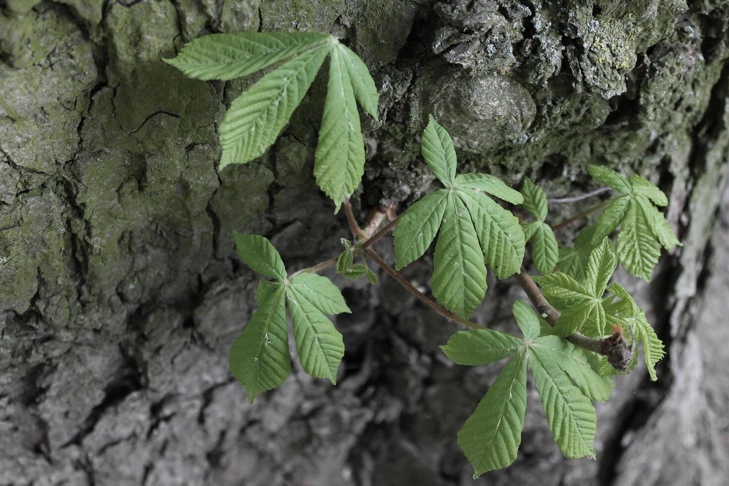 simple plant theme photo