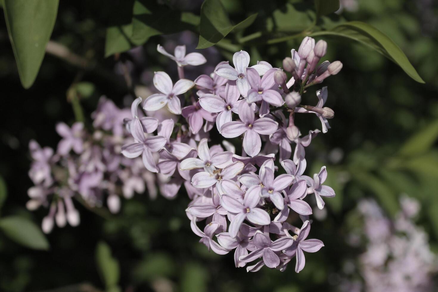 plant theme background photo