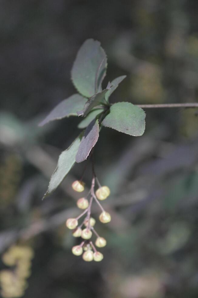 simple plant theme photo