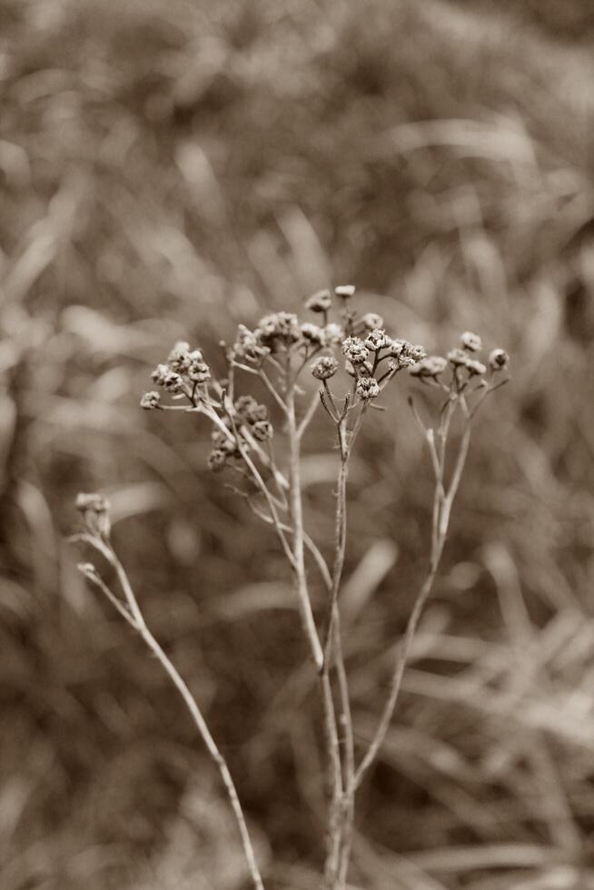 simple plant theme photo