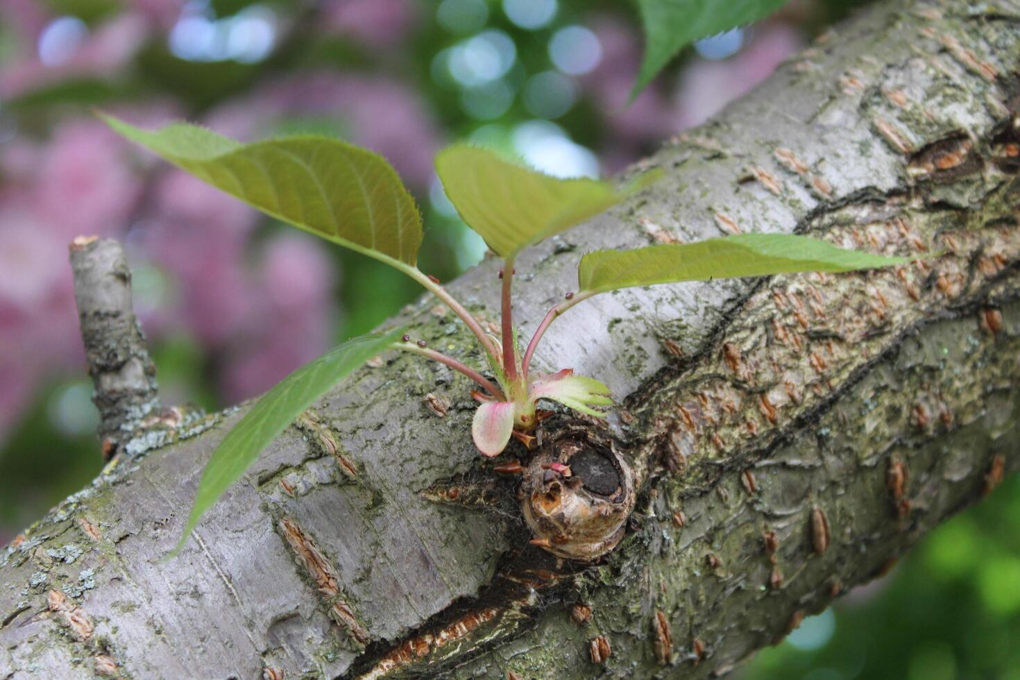 spring plant theme photo