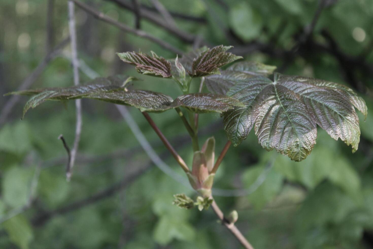 simple plant theme photo