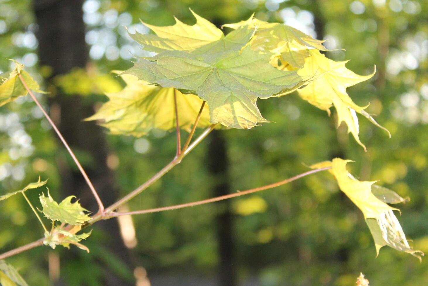 plant theme background photo