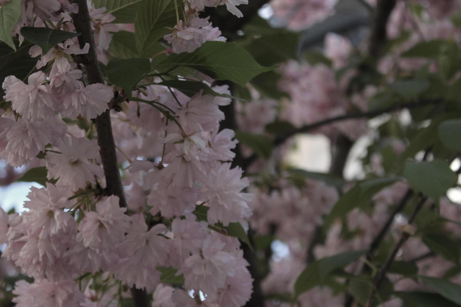 spring plant theme photo