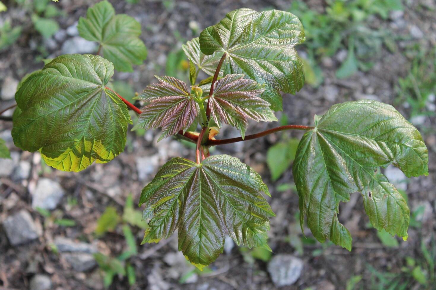 simple plant theme photo