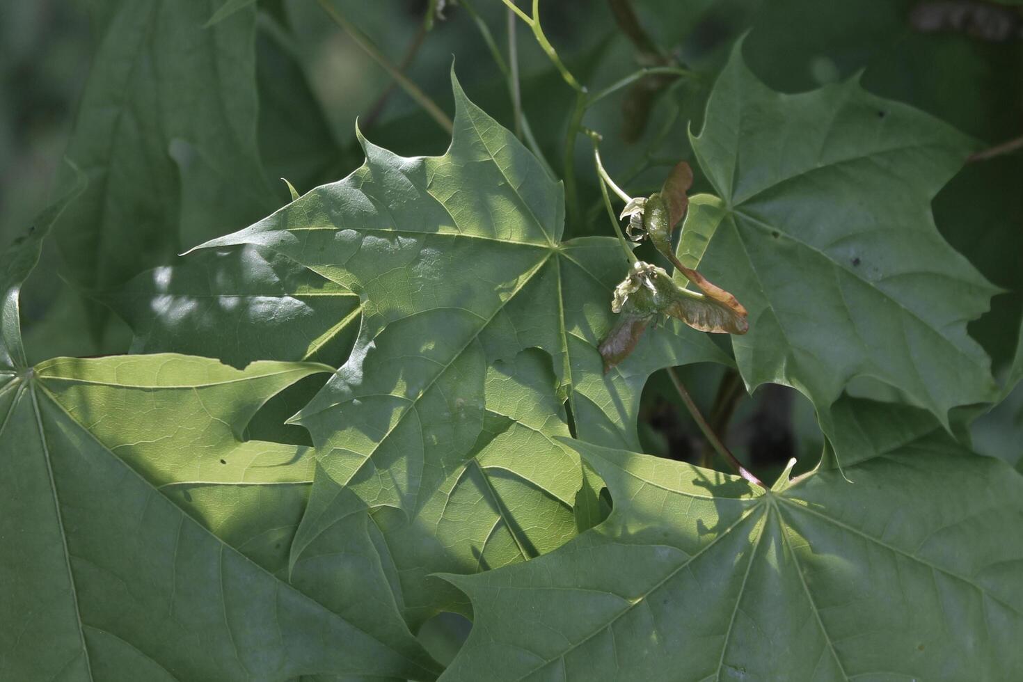 plant theme background photo
