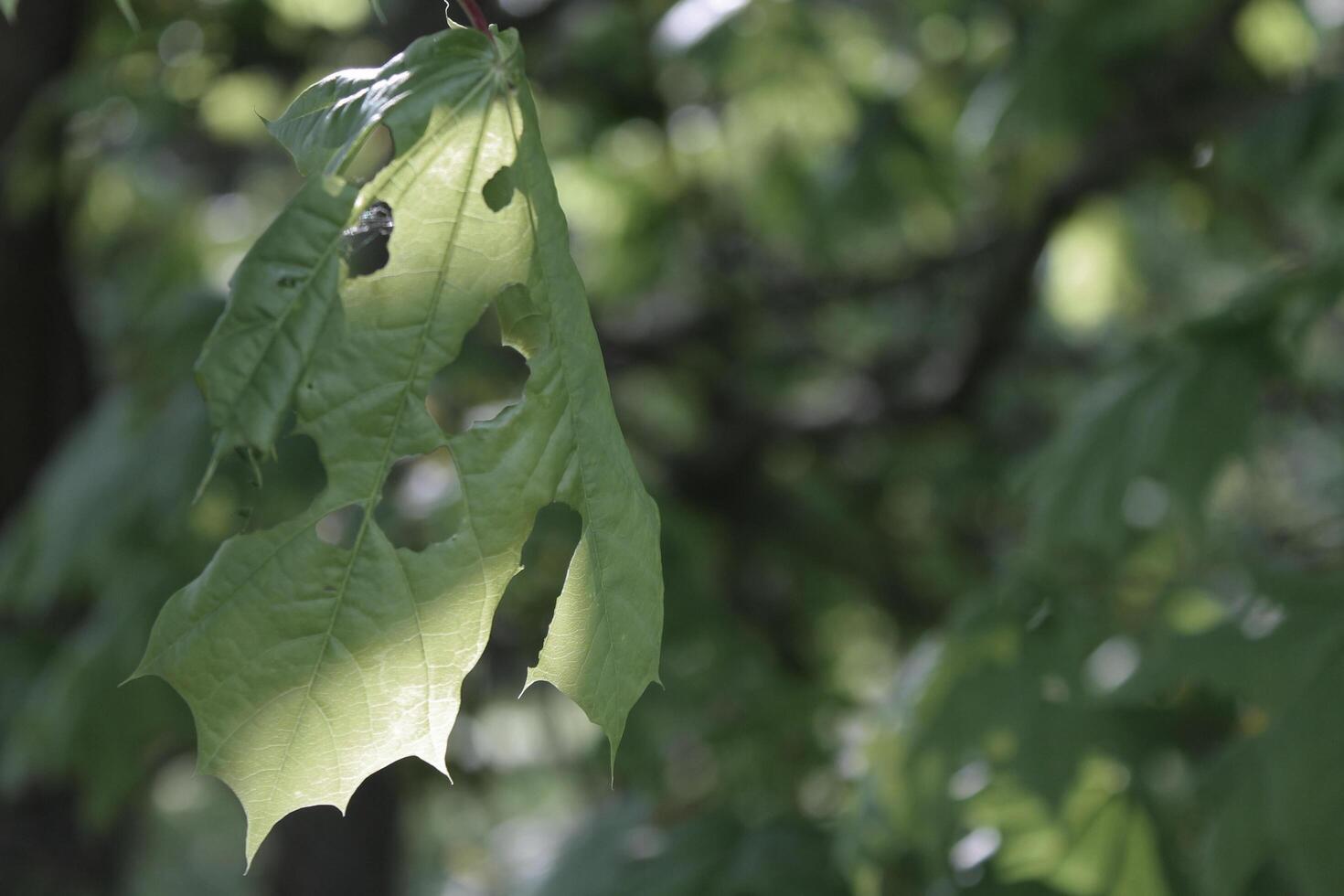 plant theme background photo